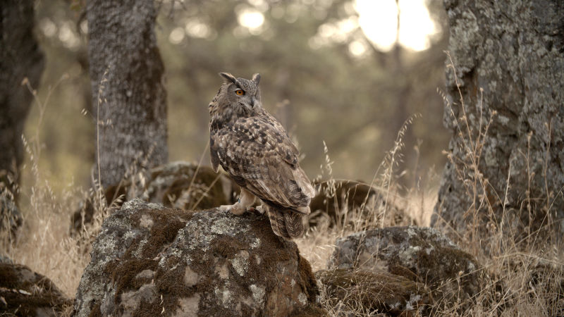 Owls use camouflage and the cover of darkness to ambush prey 