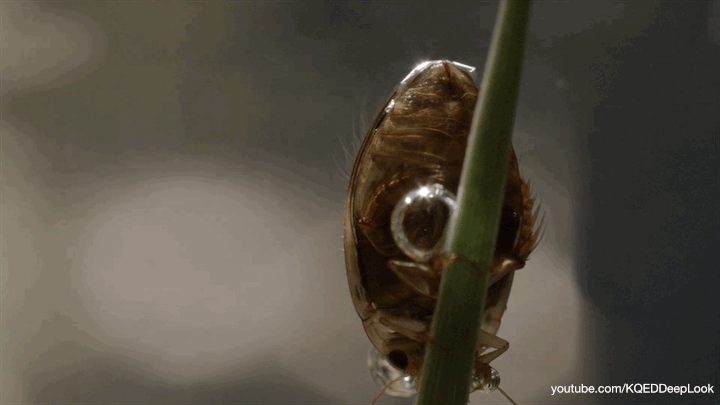 A predaceous diving beetle holds a bubble under his outer wings.