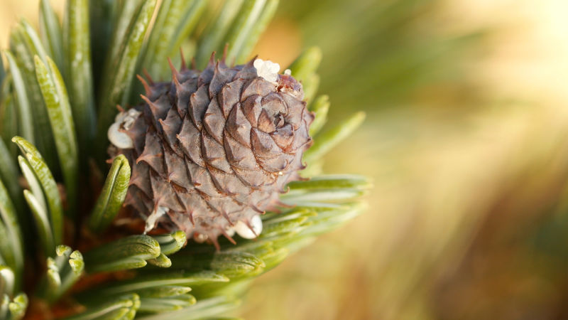 This scales on this bristlecone pine seed cone are closed tight to protect the developing seeds 