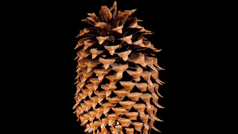 Coulter pines have the largest seed cones of any pine tree
