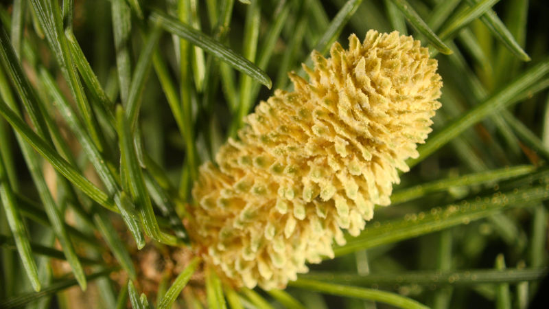 Male cones are often smaller and less obvious than seed cones 