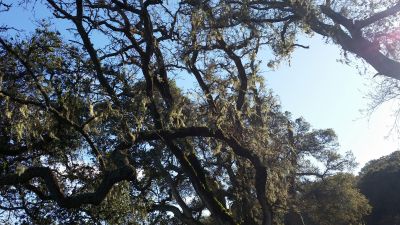 It's commonly found along the coast, often in the branches of coast live oaks.