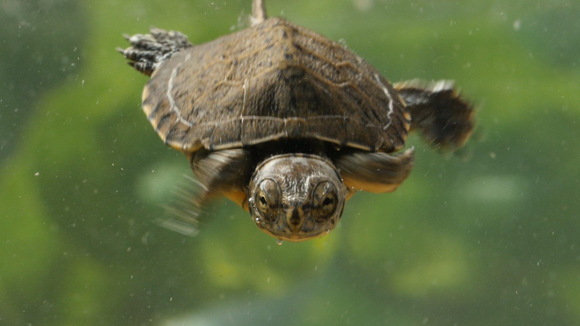 A two-month-old western pond turtle swims at the San Francisco Zoo. 
