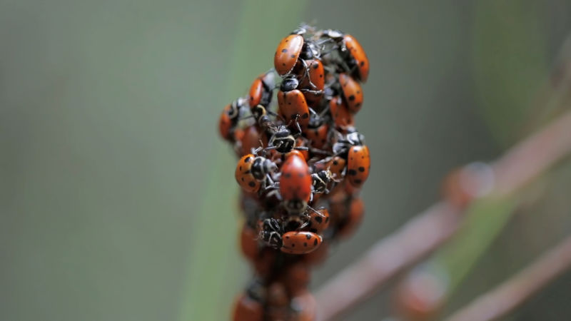 Ladybugs find safety in numbers, broadcasting their warning red color to predators.