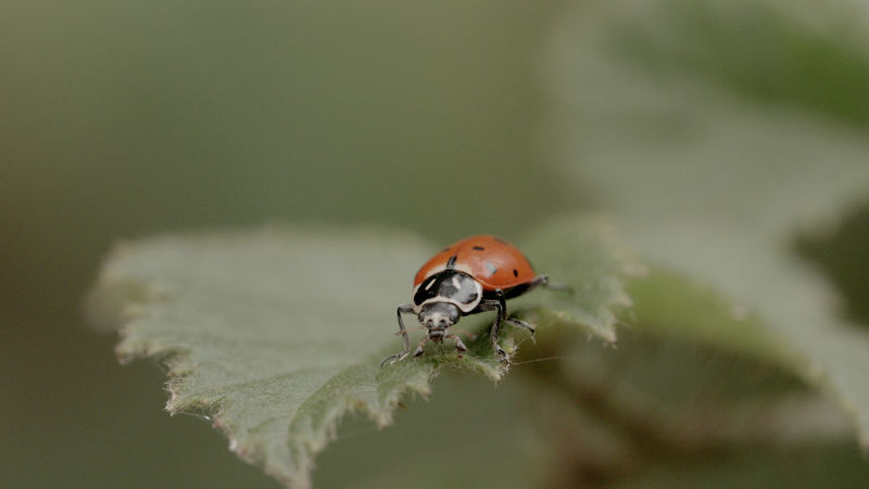 Ladybugs normally live solitary lives.