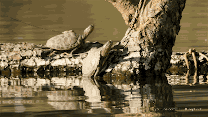 A young western pond turtle takes a dip in San Francisco's Mountain Lake.