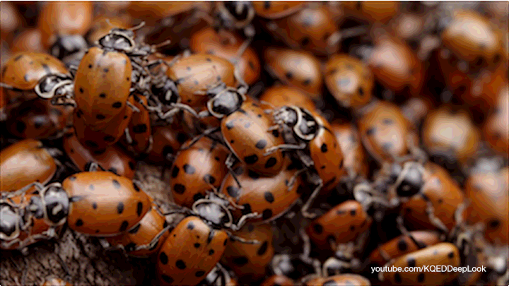 DL_ladybugs_pileup_720