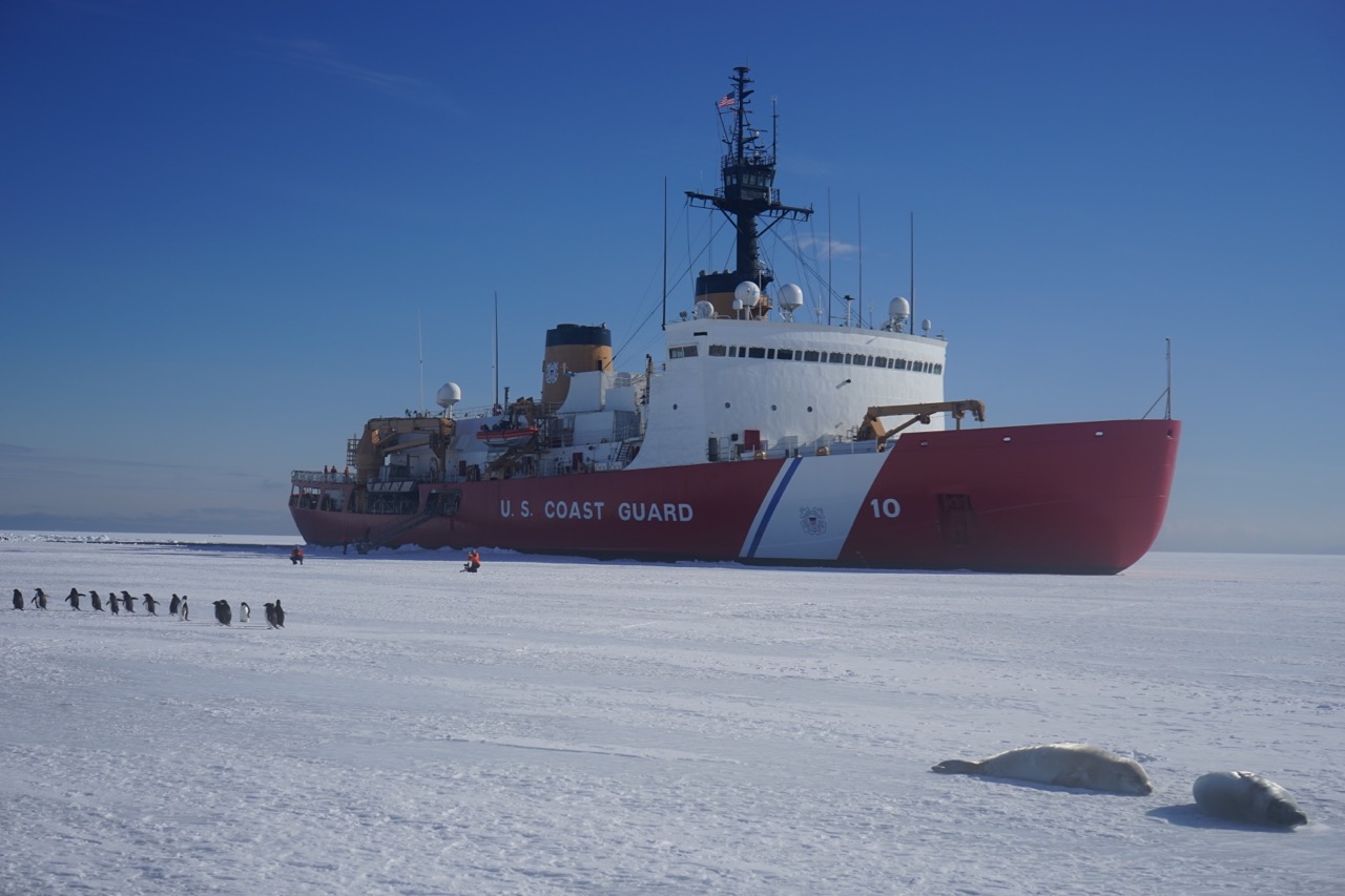 Antarctic wildlife turns out to greet Polar Star when she reaches the pack ice.