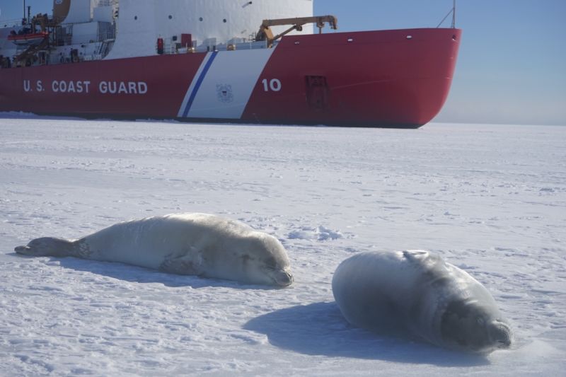 Crabeater seals lounge on the ice in front of the Polar Star.