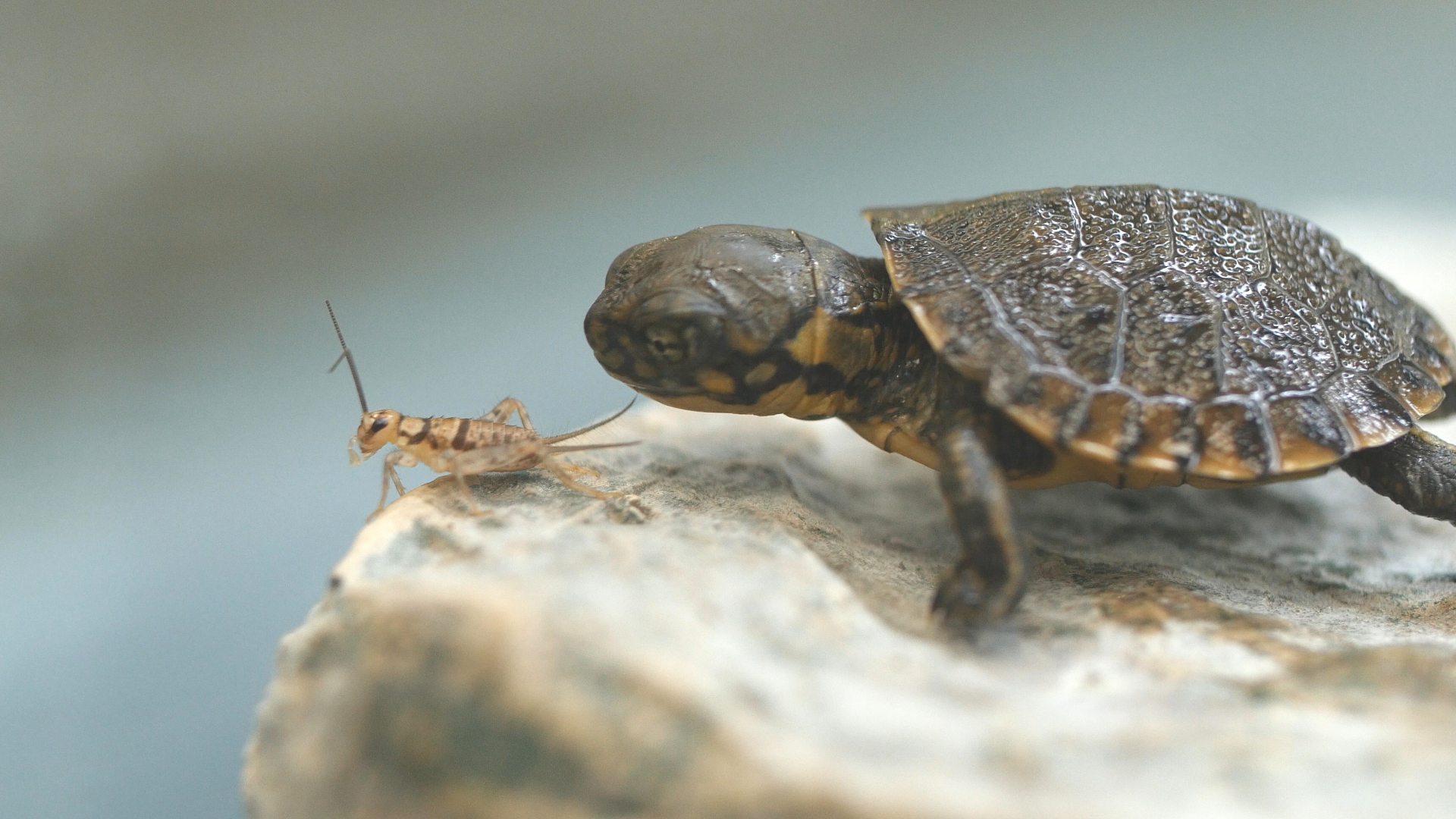 A baby western pond turtle gets ready to pounce on a cricket at the San Francisco Zoo. 