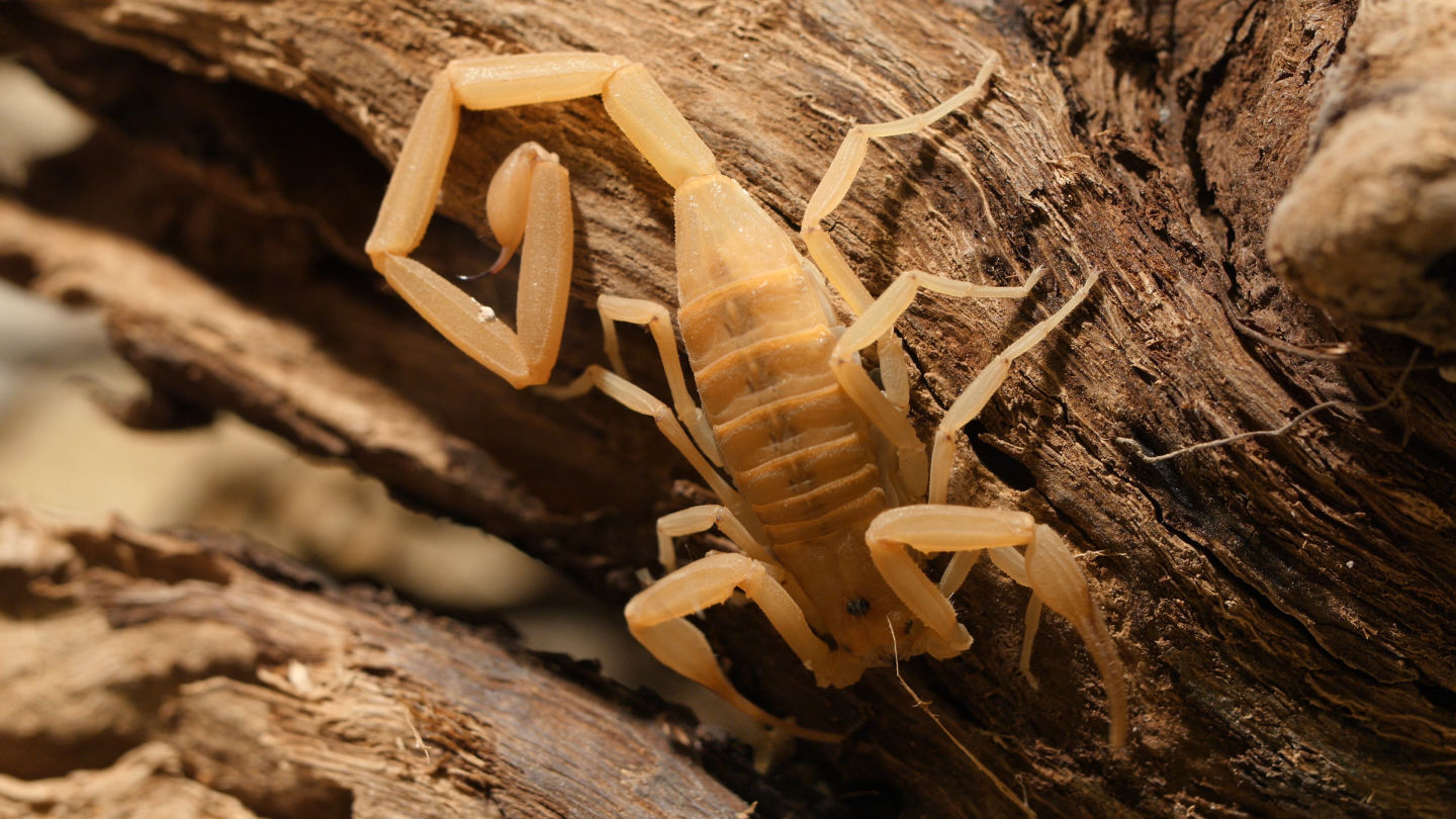 The Arizona bark scorpion’s preference for hanging to the underside of objects makes dangerous encounters with humans more likely.