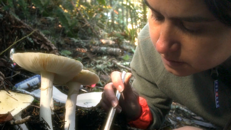 University of Wisconsin, Madison, biologist Anne Pringle took samples of death cap mushrooms at Point Reyes National Seashore, in Marin County, California, in December. 