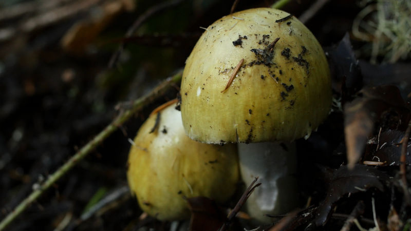 Young death cap mushrooms at Point Reyes National Seashore, in West Marin, California. 