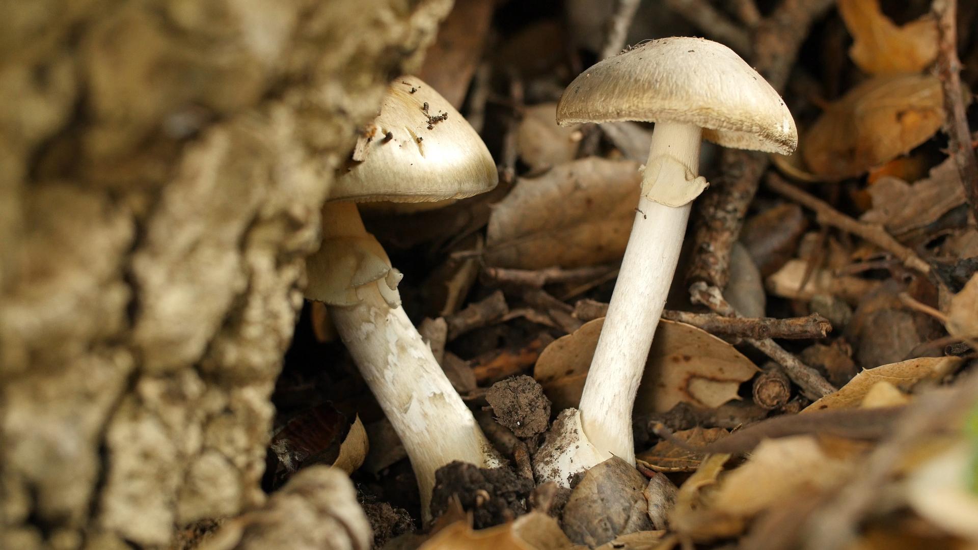 This Mushroom Starts Killing You Before You Even Realize It Kqed