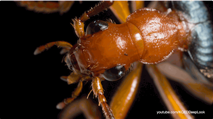 For creationists, the bombardier beetle is a poster child of so-called "intelligent design."