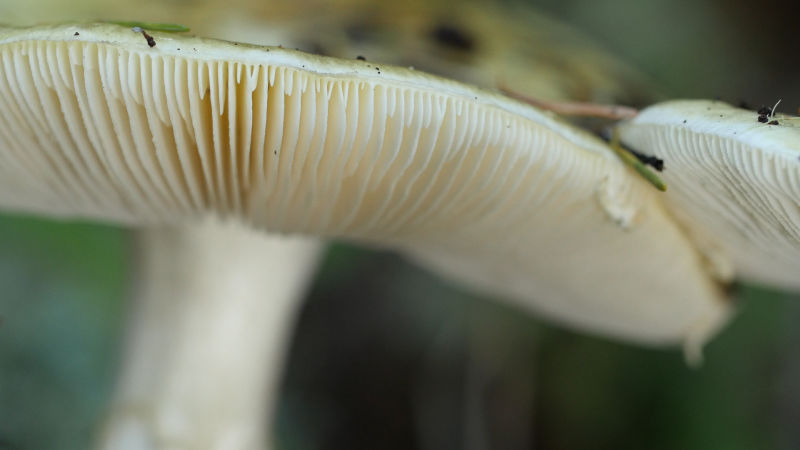 Death cap mushrooms have gills from which they launch spores in order to reproduce.