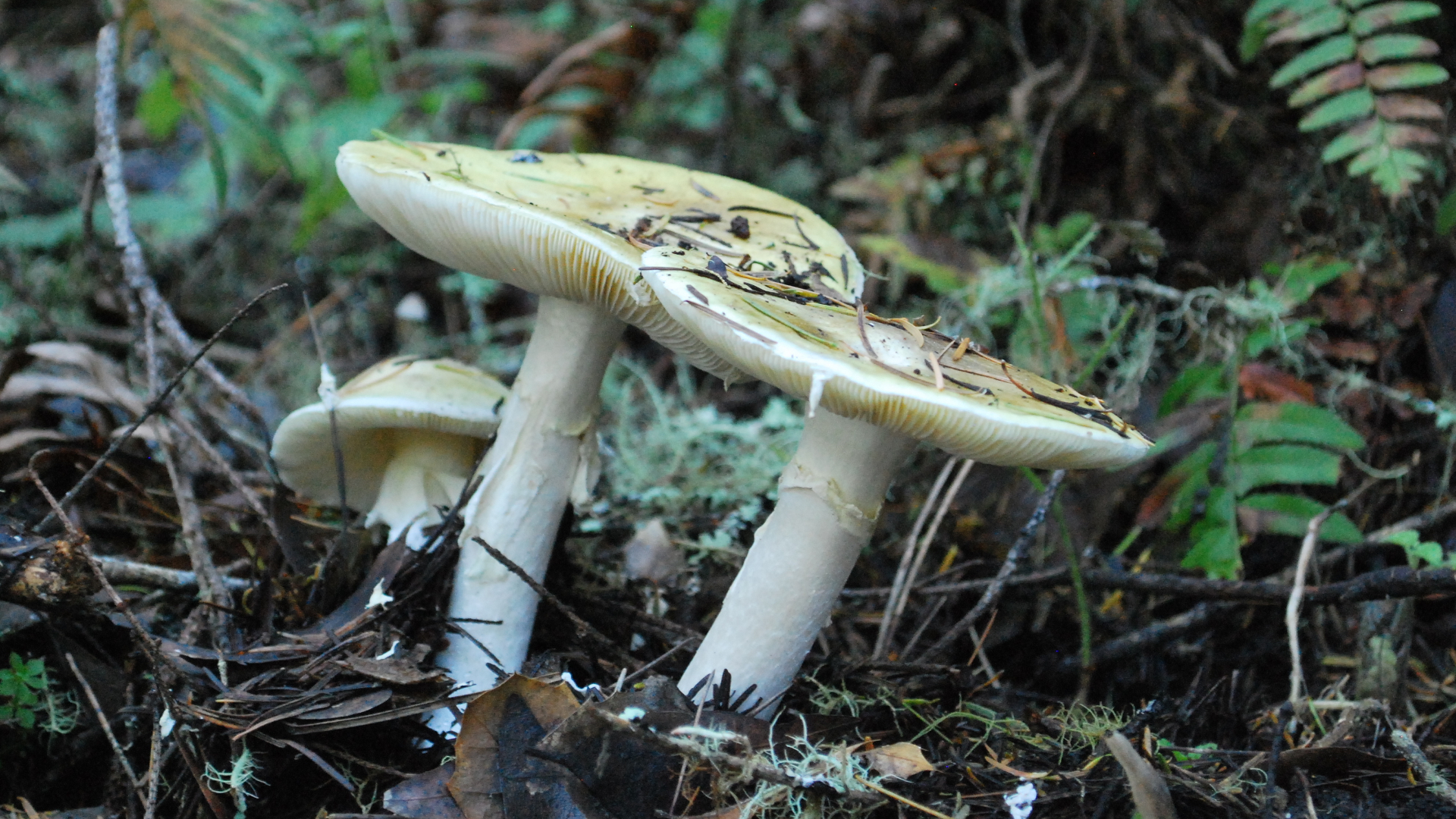 This Mushroom Starts Killing You Before You Even Realize It Kqed