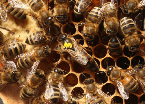 Worker bees surround a queen, who is marked with a yellow spot on her back, Bees are essential in nature in pollinating a wide variety of plants and trees. 