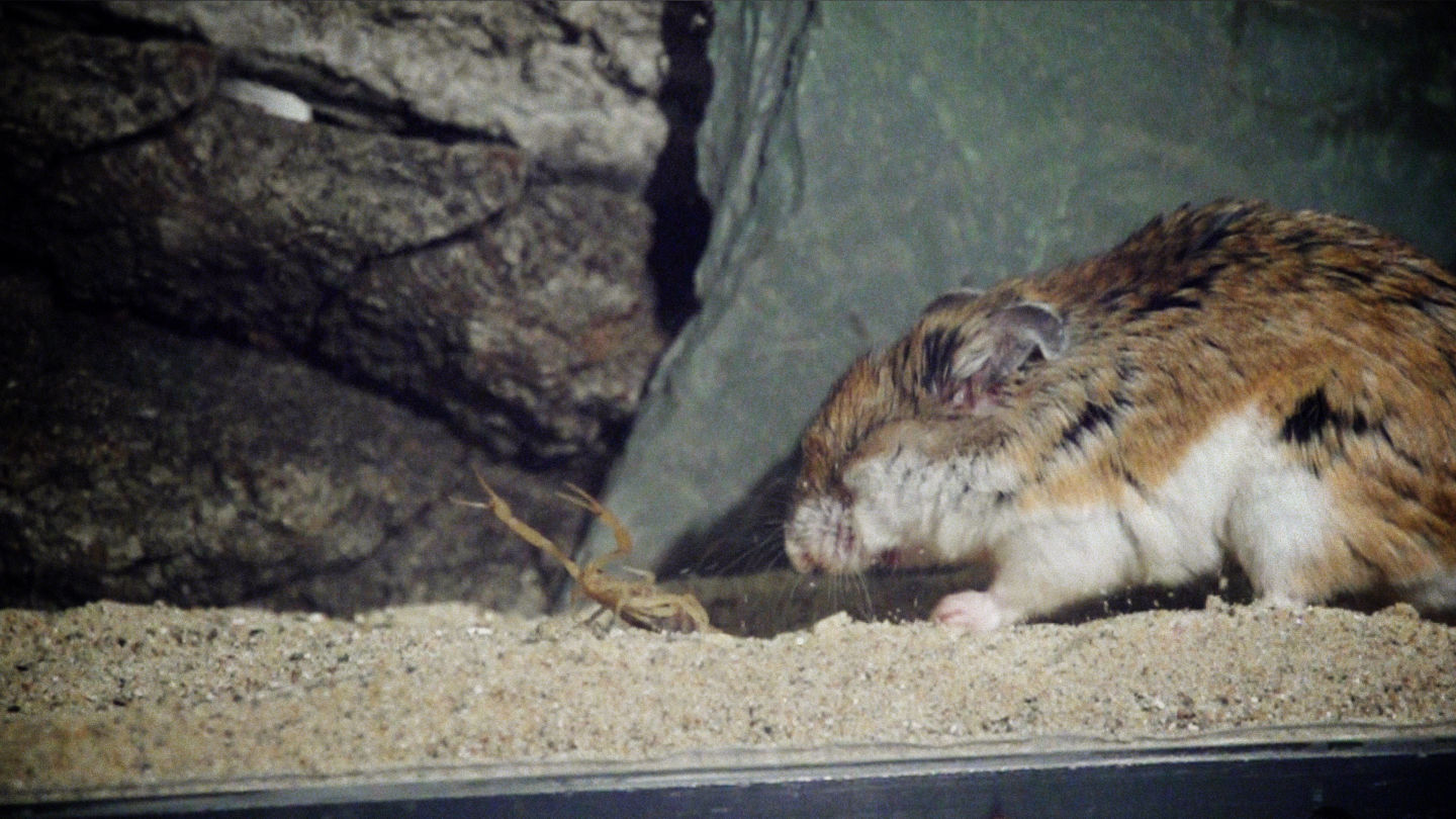 he Southern grasshopper mouse, seen here with eyes closed for protection, is able to withstand repeated scorpion stings while subduing its prey