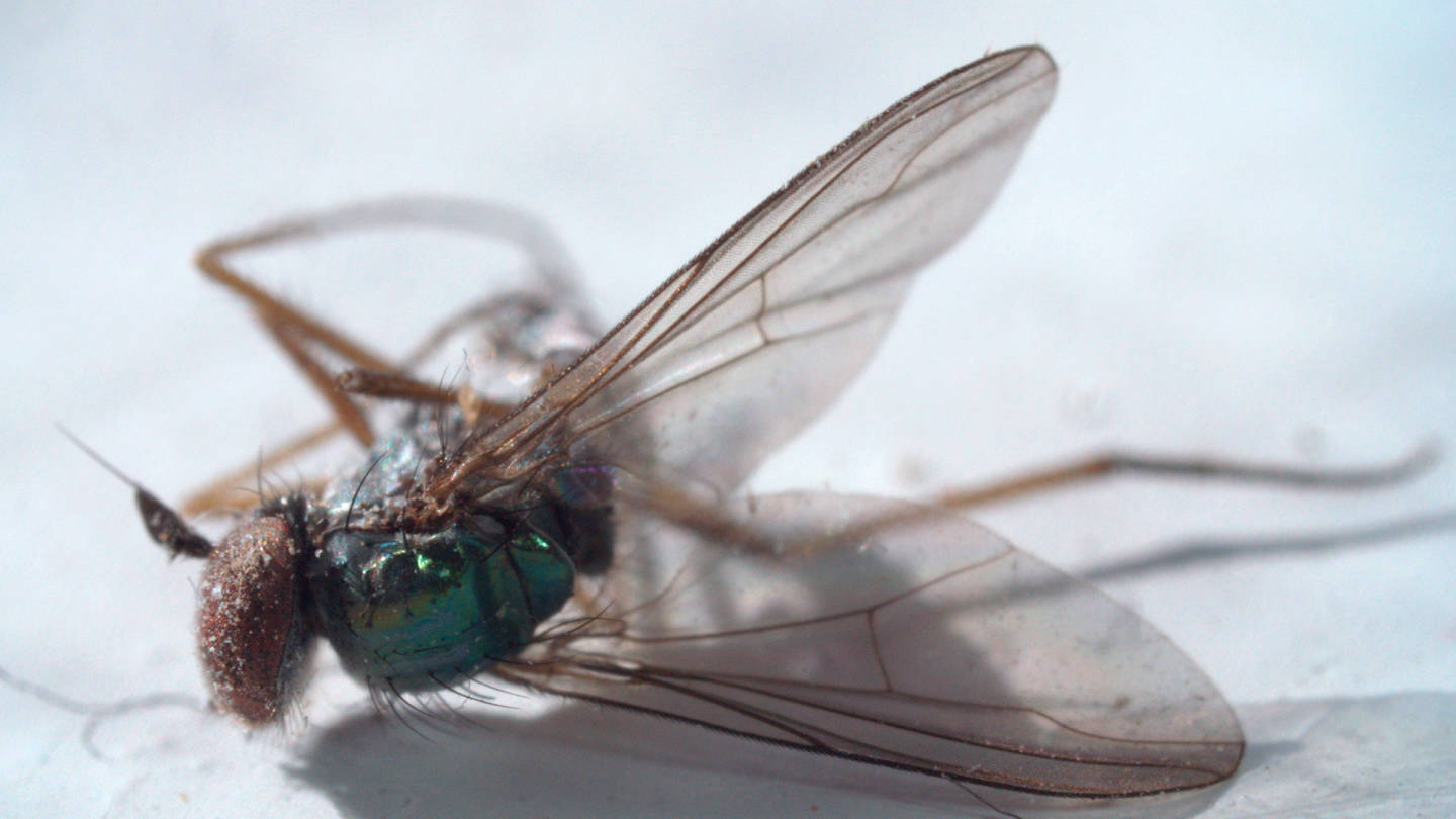Flies (Diptera) made up about 25% of the types of arthropods found in the homes sampled