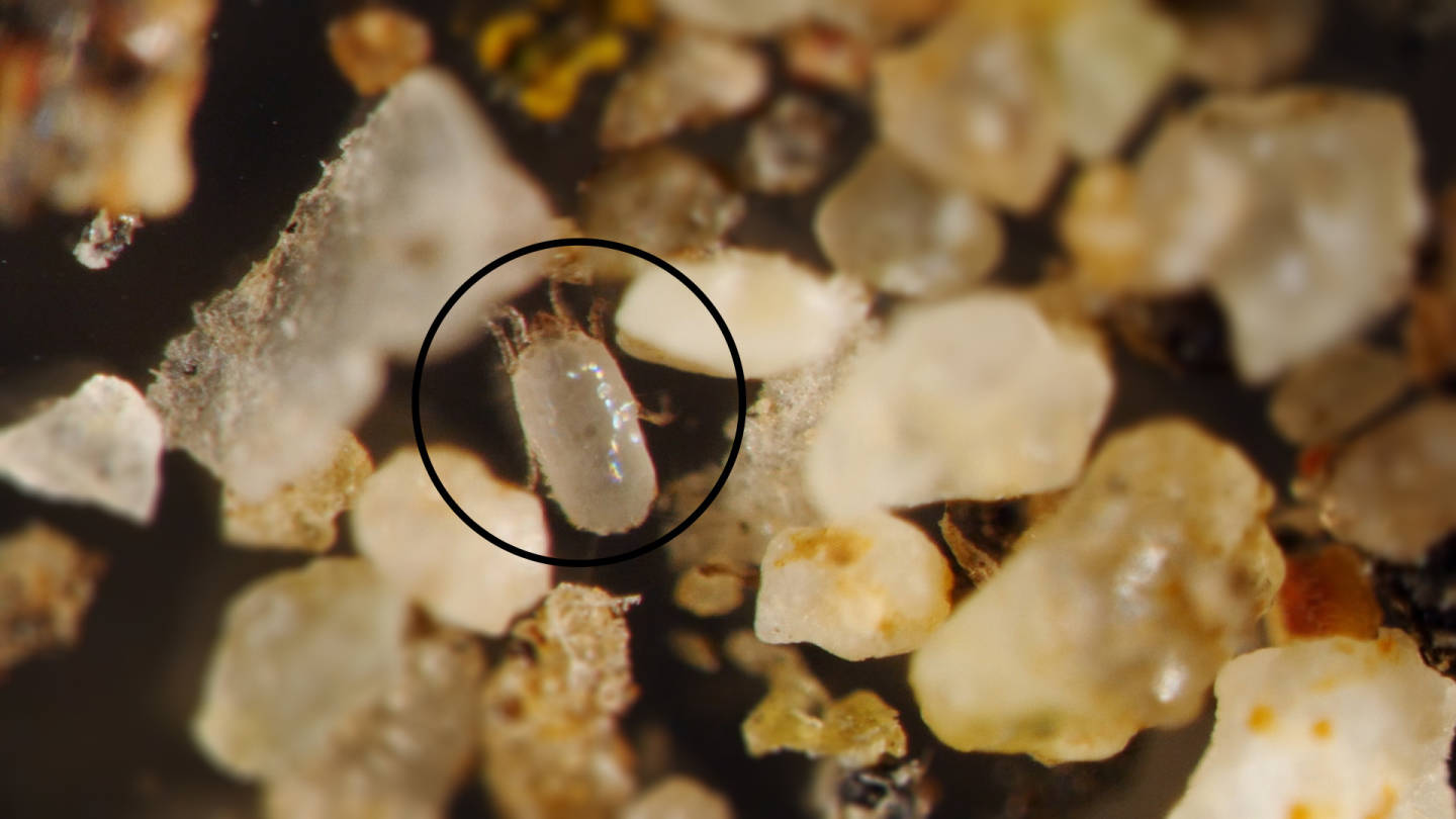 Smaller than a grain of sand, this house dust mite (Pyroglyphidae) is barely visible without the use of magnification.