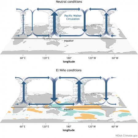How the Walker Circulation changes from neutral to El Niño conditions.
