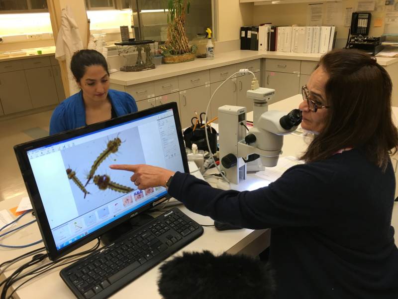 Entomologist Nayer Zahiri points to mosquito larvae under a microscope at the San Mateo County Mosquito and Vector Control District's lab. 