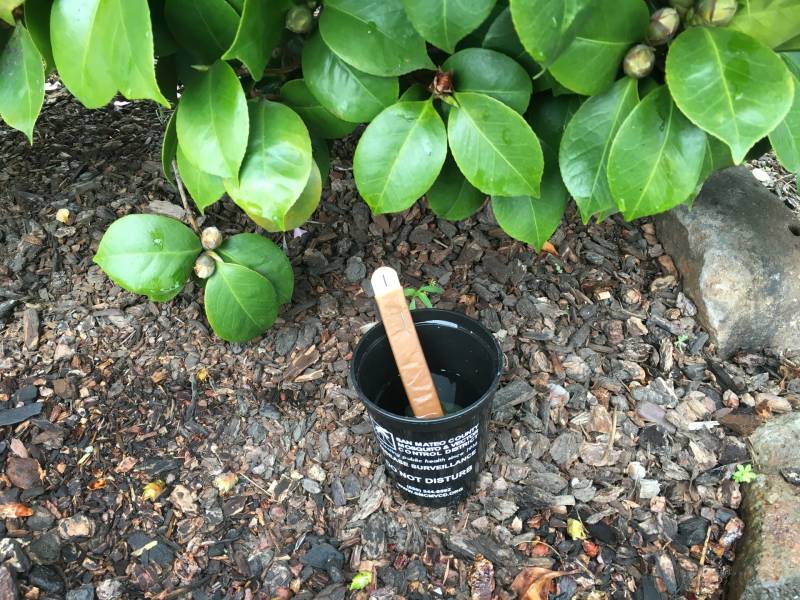 A simple trap to attract mosquitoes. The lure is a tongue depressor wrapped in a coffee filter. 