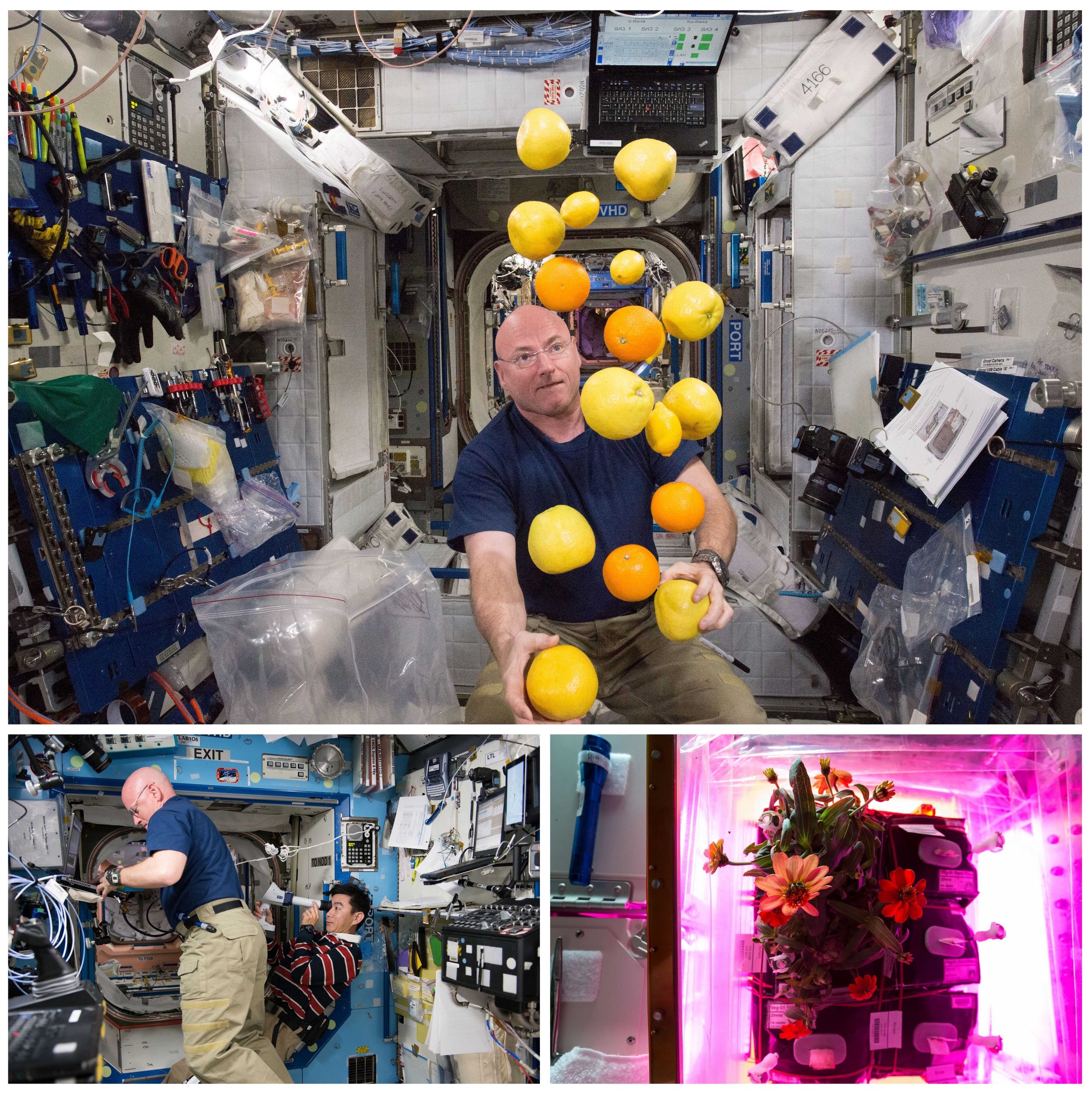 (Top) Kelly corrals a supply of fresh fruit that arrived on a Japanese cargo ship on Aug. 25. (Bottom left) Kelly assisted with numerous studies to see how prolonged spaceflight affects vision and other aspects of human health. The results of those tests won't be available for another year or so. (Bottom right) The crew also grew crops in zero gravity, including these zinnias. 