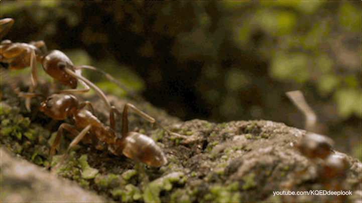 Ants can tell friend from foe with a tap of the antennae.