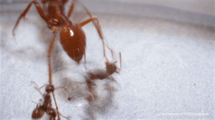 The Argentine ant strategy is to exhaust and dismember their enemies.
