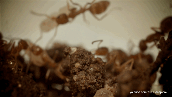 Argentine ant super-colonies have spread to every continent except Antarctica.