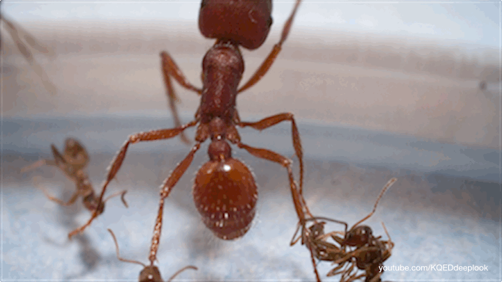 Argentine ants can defeat much larger foes, like this harvester ant.