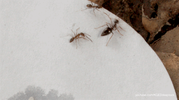 The winter ants waves its toxic secretion at an attacker. The behavior is known as "gaster-flagging."