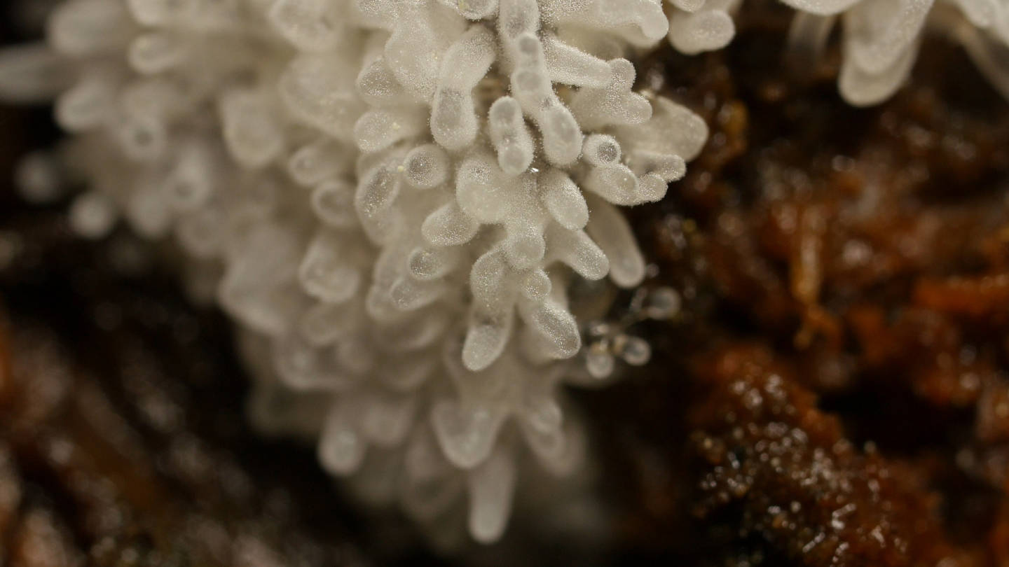 Even though they’re not fungi or plants, slime molds can act like them. This honeycomb coral slime mold on a redwood log in Oakland has produced fruiting bodies that will eventually open up and spread spores. 