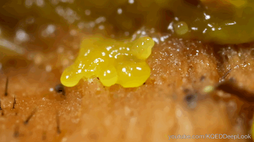 A slime mold pulsates across a log. 