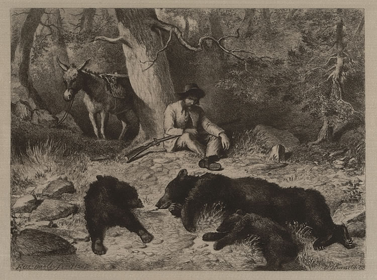 The Gold Rush and repeating rifle proved to be the undoing of the California Grizzly. By the mid 1920s, they had been trapped and hunted into extinction.