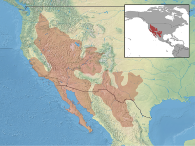 Side-blotched lizards range over much of the western United States and into Mexico.