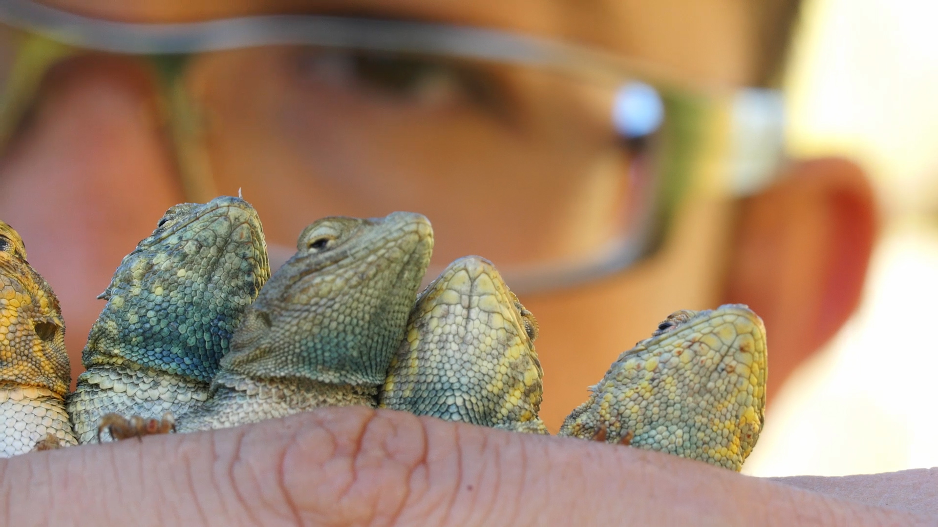 Rafa Lara, a member of the UC Santa Cruz research team, looks at the variation in throat color while collecting side-blotched lizards 