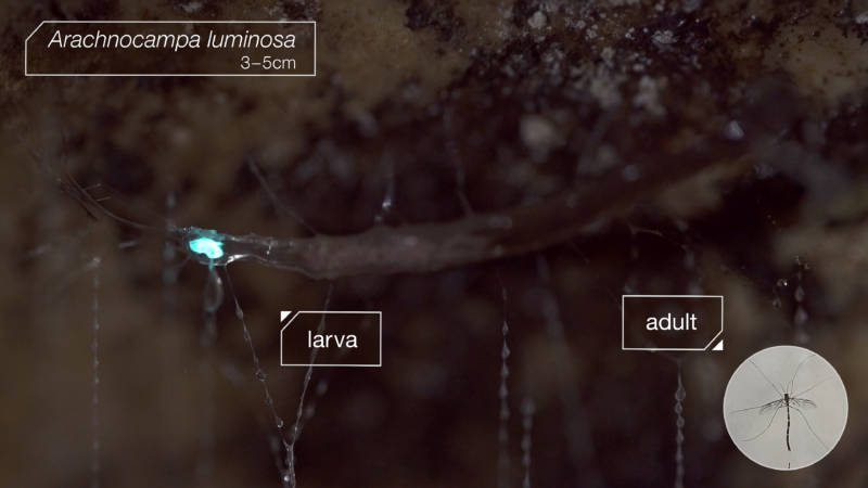 The glow worm is the larval stage of a flying gnat species, Arachnocampa luminosa.