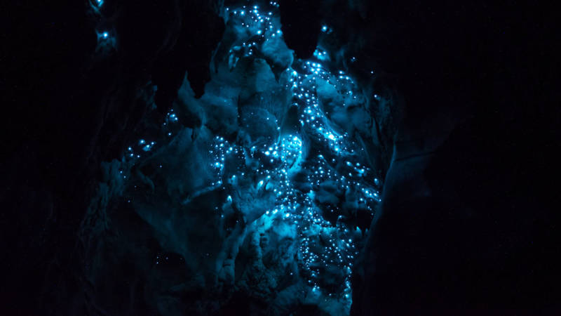 Glow worms illuminate the ceiling at Waitomo Cave.