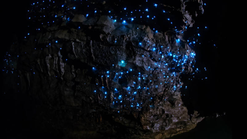 The glow worms in a colony sync their light to each other.
