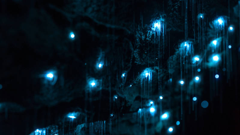 The glow worms drop threadlike snares that entangle flying prey.