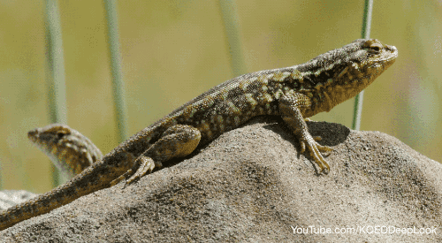 A male side-blotched lizard performing pushups as threat display