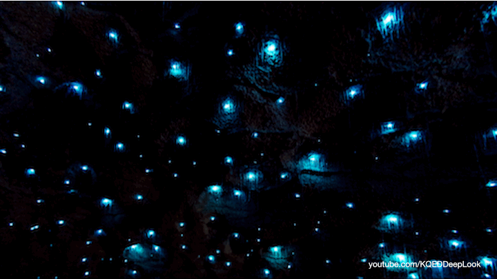The constellations on these cave ceilings are made of glow worms, not stars.