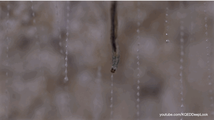 A glowing spider worm drops its snare.