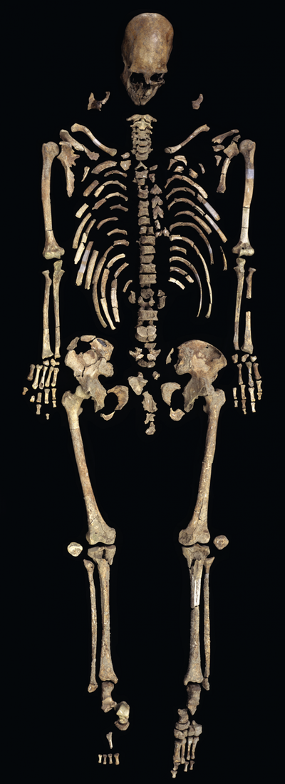 The skeleton of Kennewick Man is represented by nearly 300 bones and bone fragments. 