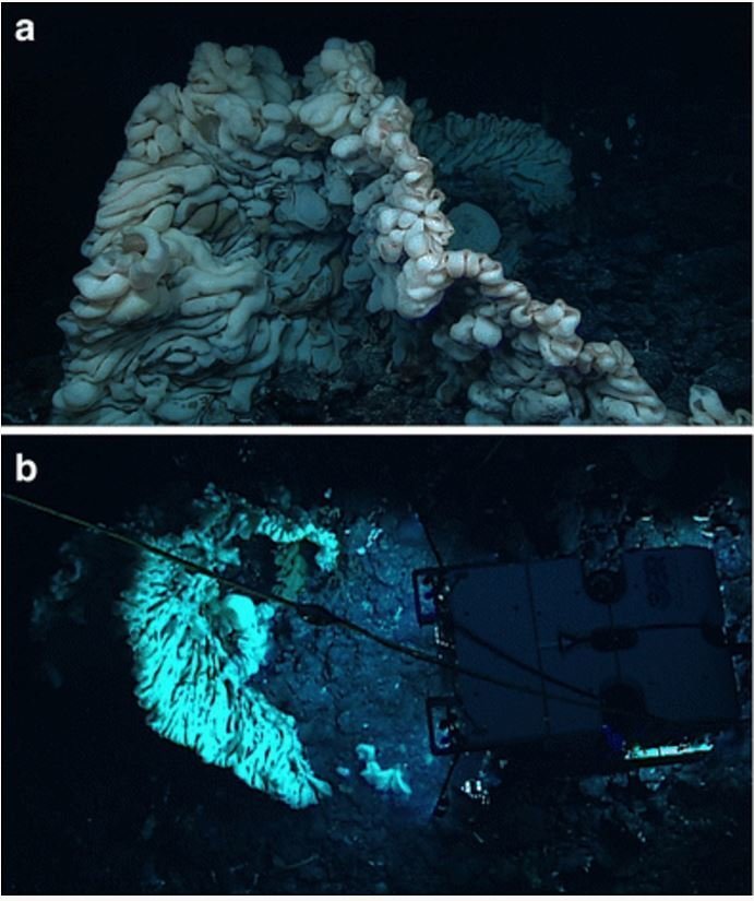 The massive sponge photographed at a depth of 2117 meters in the Papahānaumokuākea Marine National Monument by a the ROV Deep Discoverer and b its companion ROV Seirios. 