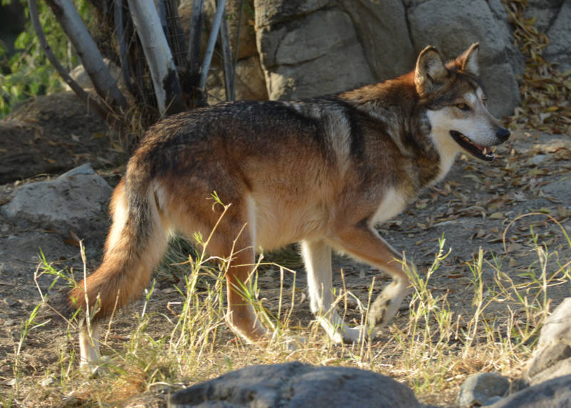 A captive Mexican wolf at The Living Desert. There are over 240 captive wolves in facilities in the U.S. and Mexico.