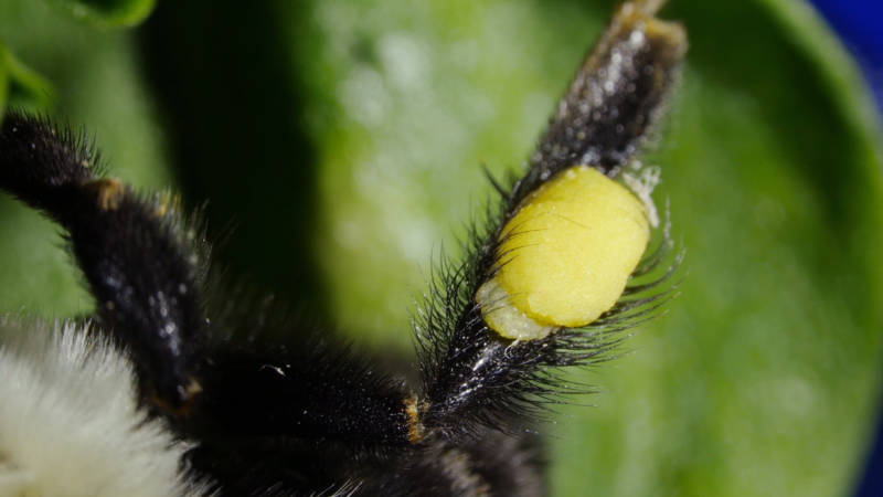 The bumblebee stores the pollen grains in neat sacs on her legs.